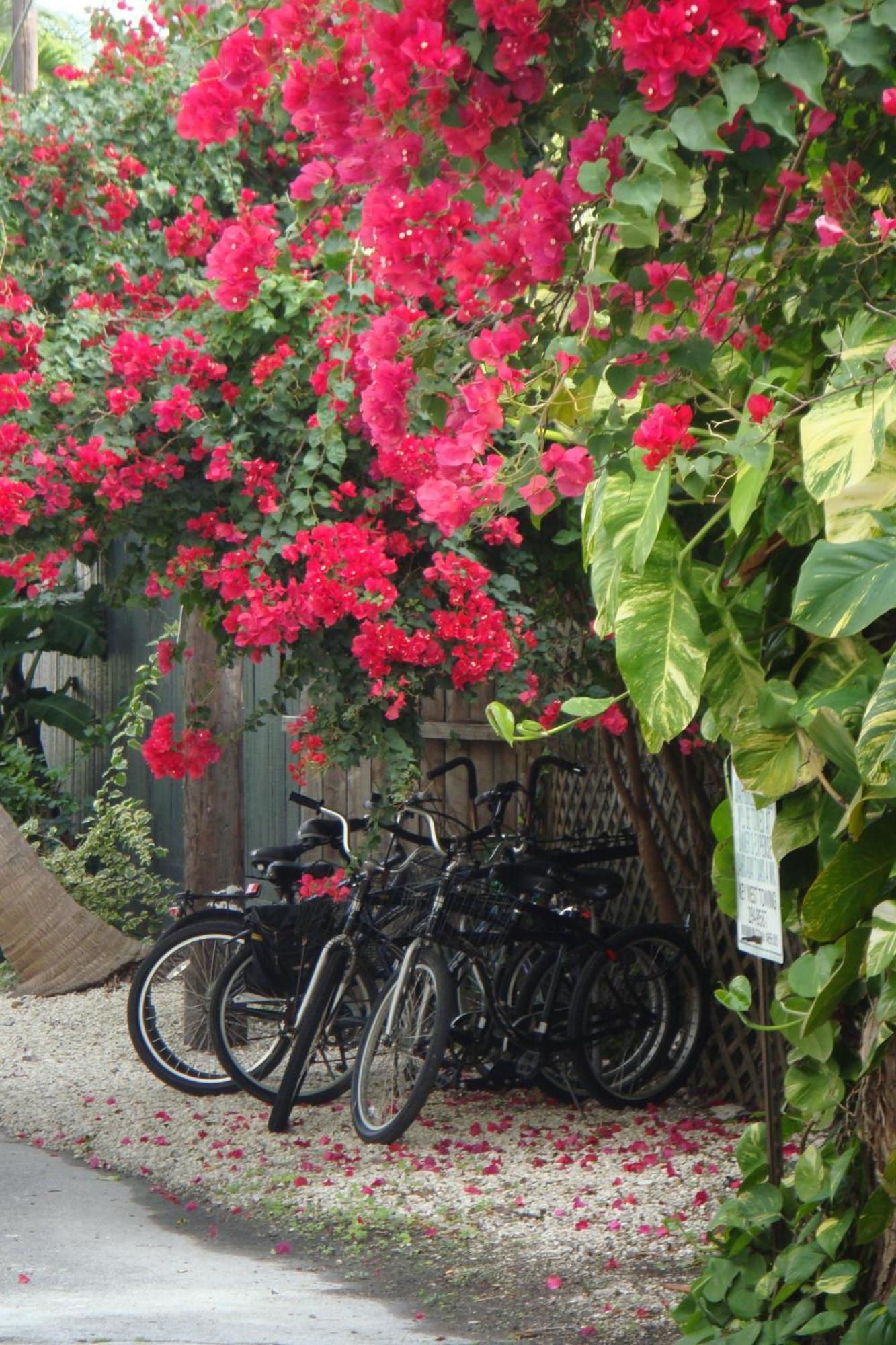 El Patio Motel Key West Ngoại thất bức ảnh