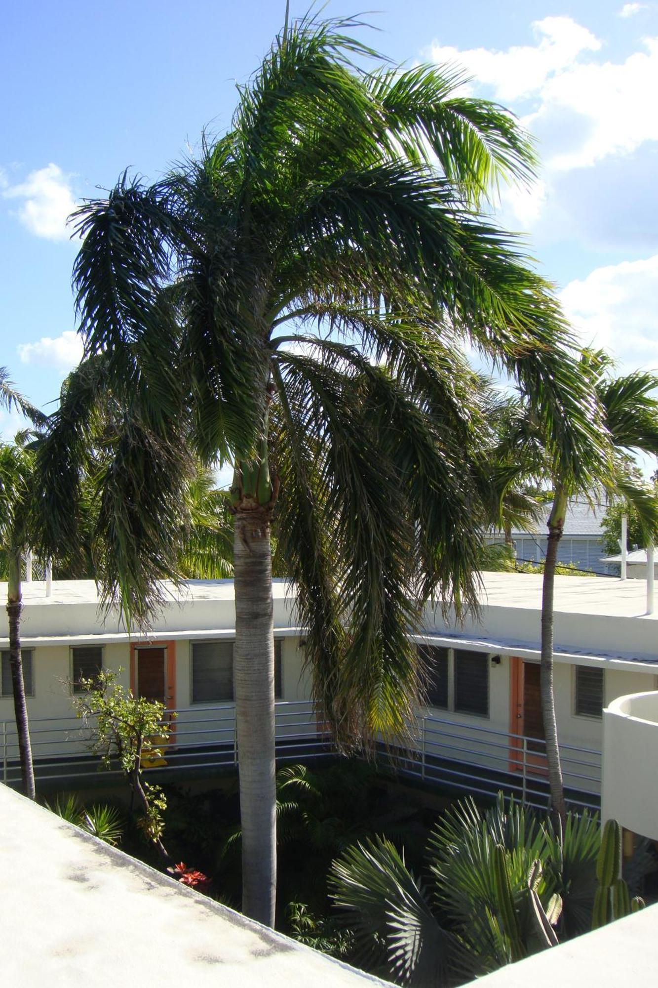 El Patio Motel Key West Ngoại thất bức ảnh